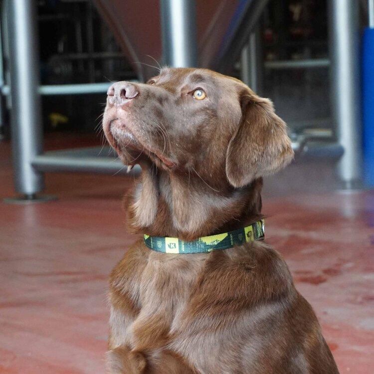 Dog Collar