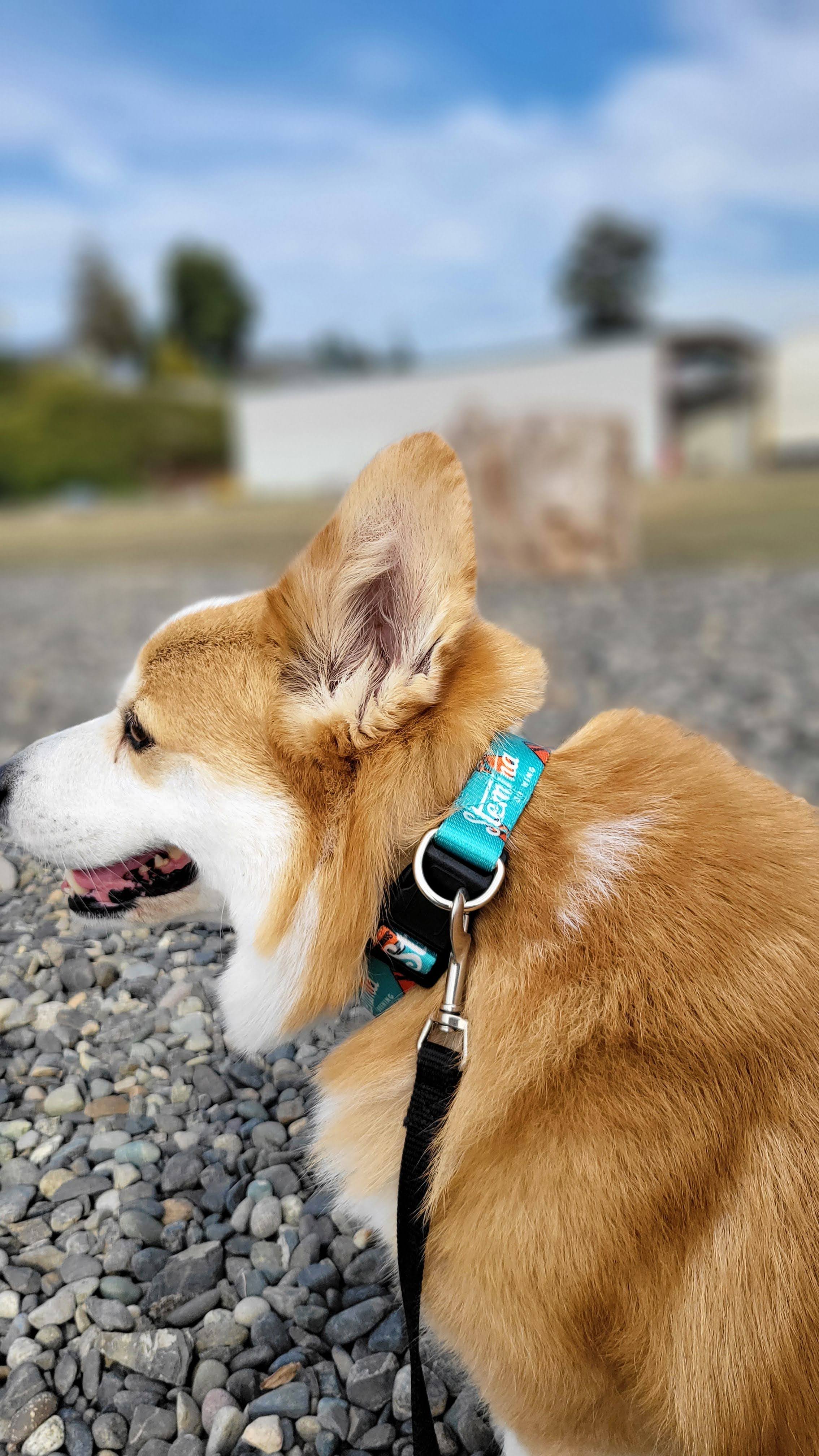 Dog Collar